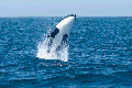 orcawilly